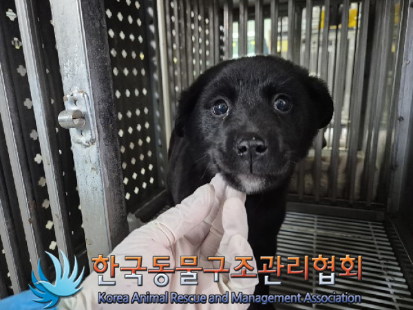 한국동물구조관리협회_441406202500034